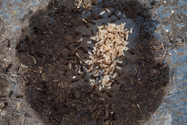 Black ants tending eggs in nest