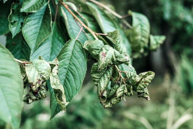 Black aphids on distorted cherry foliage, cherry tree leaves affected with blackfly