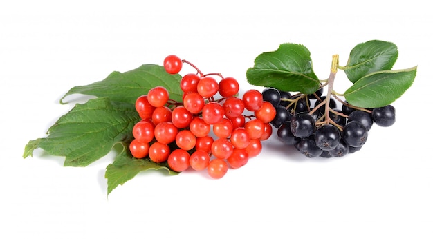 Black ashberry and red viburnum