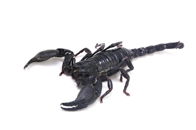 Black Asian forest scorpion (Heterometrus) isolated