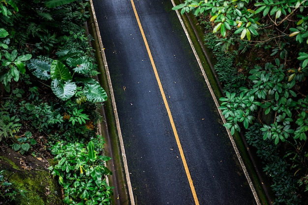 Black asphalt road. There are green trees on the side of the road. light that shines through the tree makes sense of loneliness