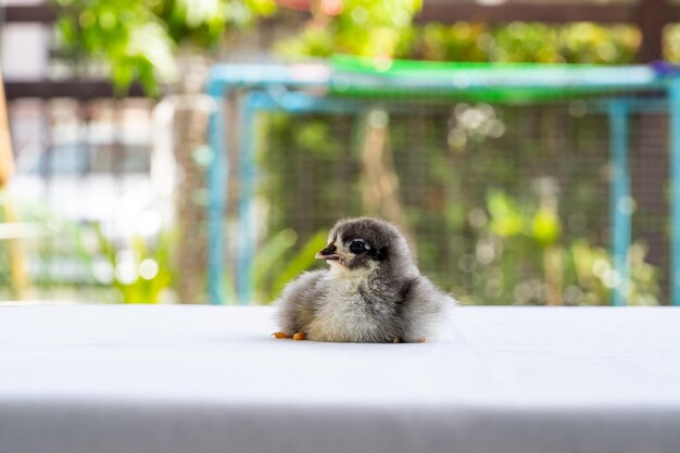 Black Baby Australorp Chick zit op een witte doek en bedekt de tafel met bokeh en vervaagt de tuin op een buitenveld