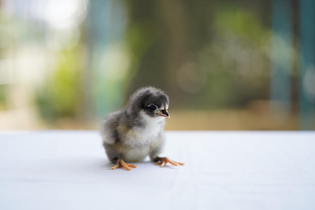 Black Baby Australorp Chick zit op een witte doek en bedekt de tafel met bokeh en vervaagt de tuin op een buitenveld
