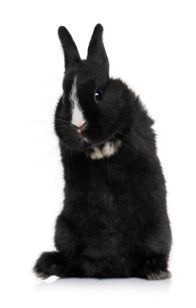 Black baby rabbit ferret - Mustela putorius furo isolated on white