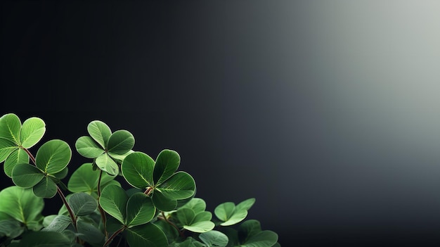 Black backdrop with a solitary set of green clover leaves shamrock St Patricks day Generative AI