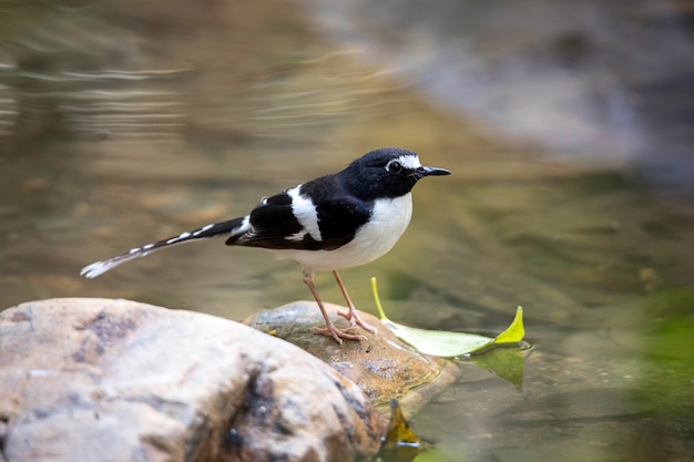 Foto blacktailed forktail