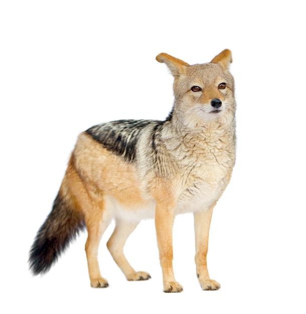 Black-backed jackal () - Canis mesomelas on a white isolated