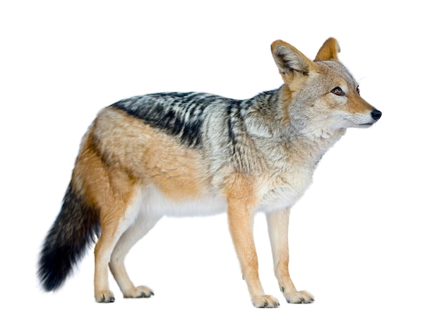 Black-backed jackal () - Canis mesomelas on a white isolated