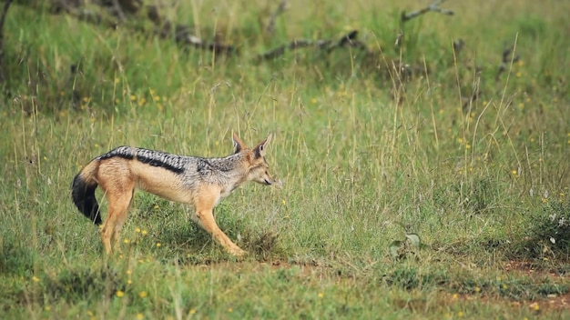 A black backed jackal is seen in a field