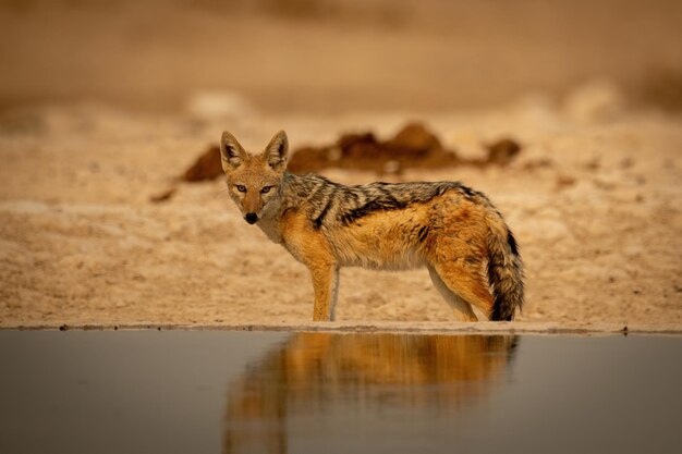 Photo black-backed jackal stands eyeing camera by waterhole