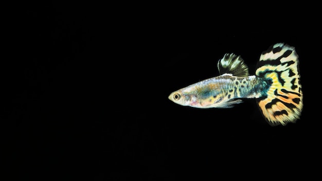 Фото Черный фон и бетта рыбы с копией пространства