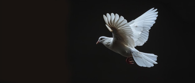 Black background with a free flying white dove