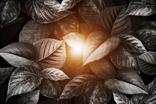 A black background with leaves and light from the sun