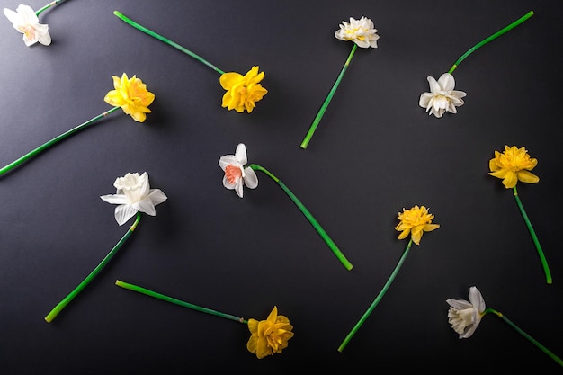 Black background with white and yellow narcissus flowers floral pattern