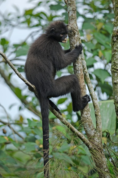 블랙 반데 랑 구르 (Presbytis femoralis)