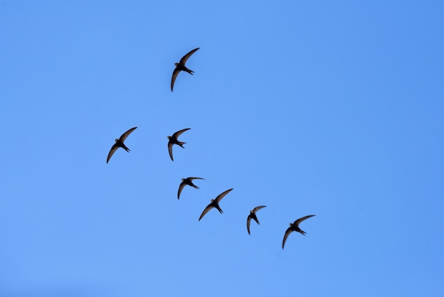 Foto il granaio nero ingoia volare