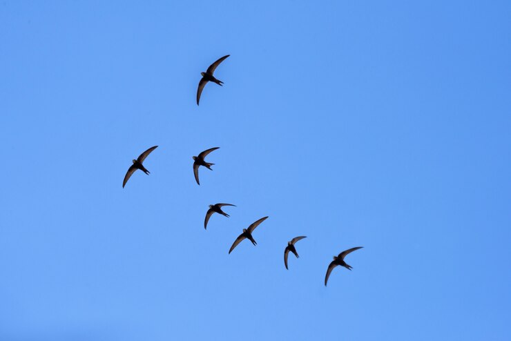 Photo black barn swallows flying
