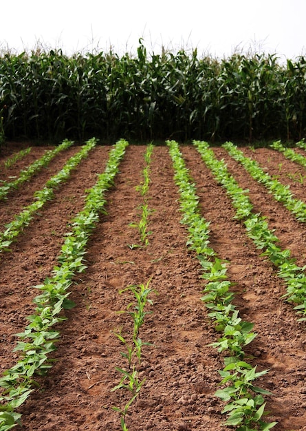 Black beans plant and Corn in garden