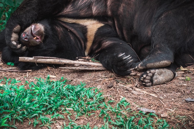 Black bear or buffalo Bear sleeping