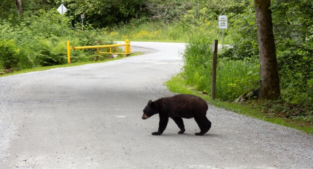 Photo black bear in a city park spring season minnekhada regional park coquitlam