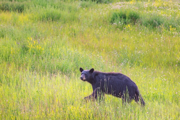 Black bear in the forest, Canada, summer season