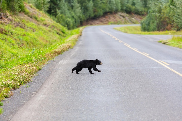 Black bear in the forest