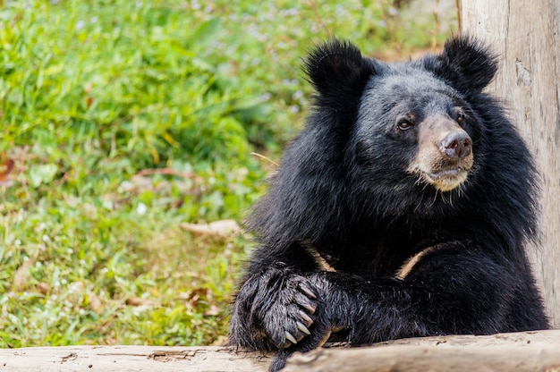 Black bear in the forest. 