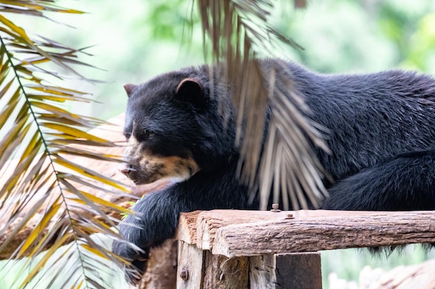 ツキノワグマが木の枝で寝ています。