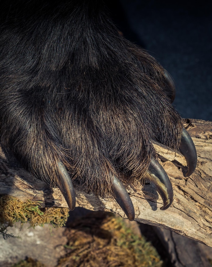 Foto black bear paw met scherpe klauwen