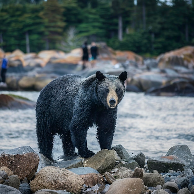 Black Bear on the rocky shore