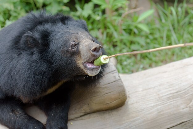 黒いクマは人間の食糧をスナップします