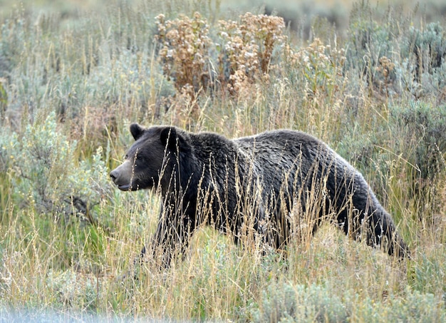 Foto orso nero che cammina sul campo erboso