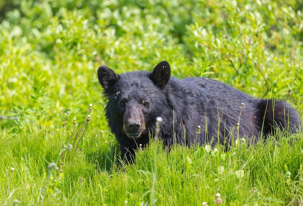 Black bear