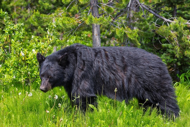 Black bear