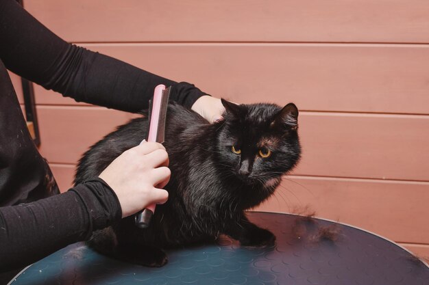 Photo black beautiful cat is combed out by a groomer