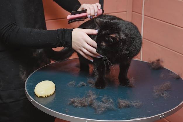 Photo black beautiful cat is combed out by a groomer