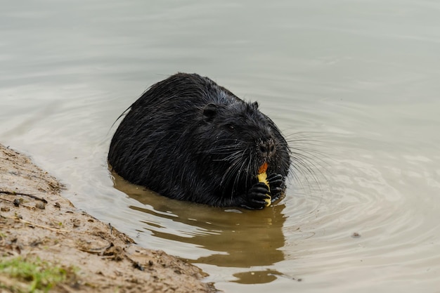 Black beaver rat or nutria at the farm near the lake