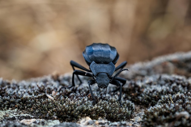 Scarabeo nero nel suo ambiente naturale