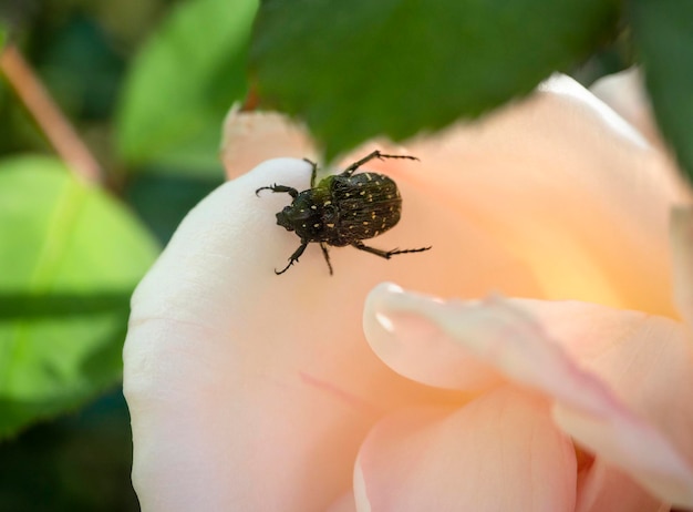 Black beetle Oxythyrea funesta that eats roses in Greece