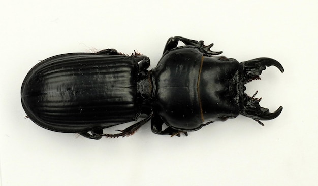 Black beetle with large jaws Scarites buparius isolated. Carabidae. Coleoptera. Horror bug, insect