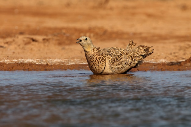 여름에 물 수영장에서 스페인 아라곤의 대초원에서 마시는 검은 배 sandgrouse 여성