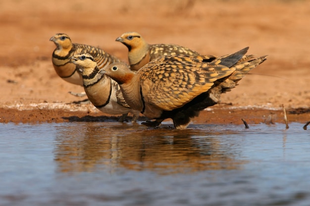 Photo black-bellied sandgrouse and pin-tailed sandgrouse in summer at a water point first thing in the morning