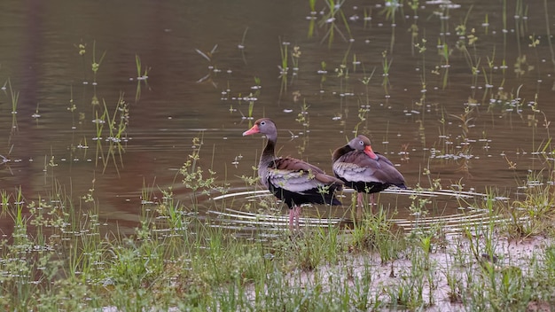 Photo black bellied whistling duck animal