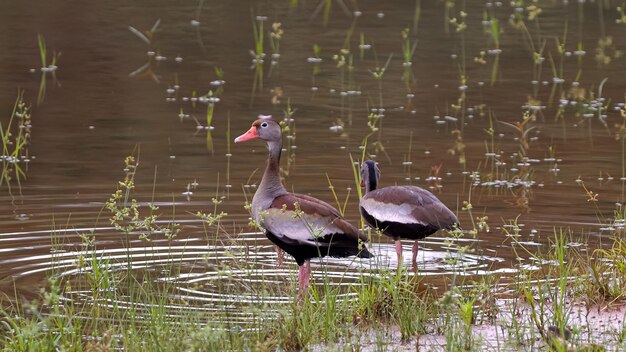 Photo black bellied whistling duck animal