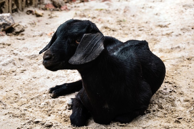 ブラック ベンガル ヤギは、乾燥した晴れた日に砂の上で休んでいます。