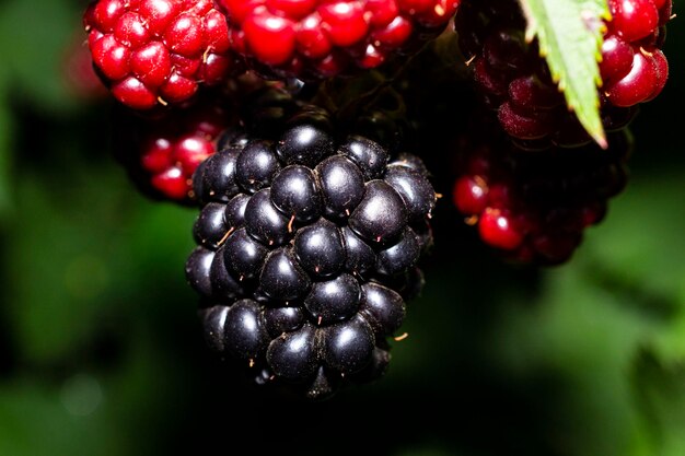 A black berry is on a branch