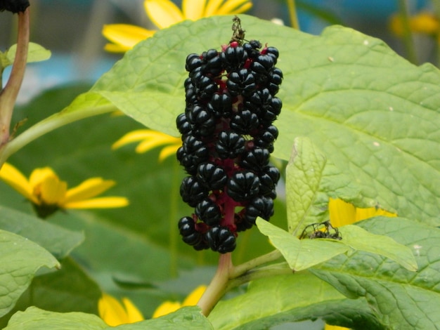 A black berry is on a plant with other fruits.