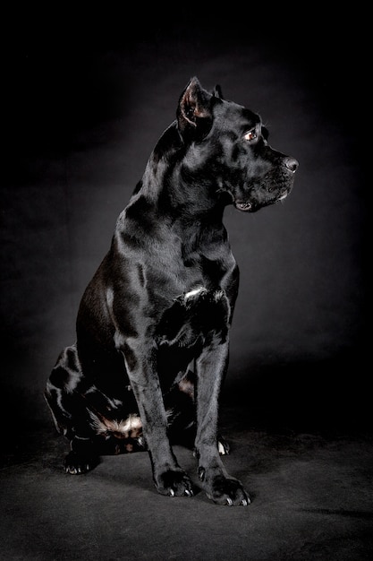 Black big dog.