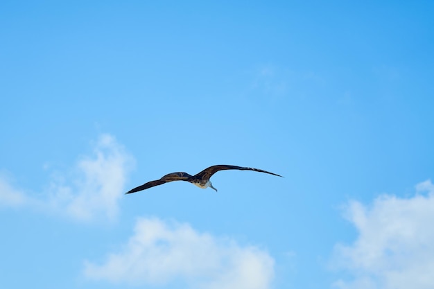 Черная птица на фоне голубого неба