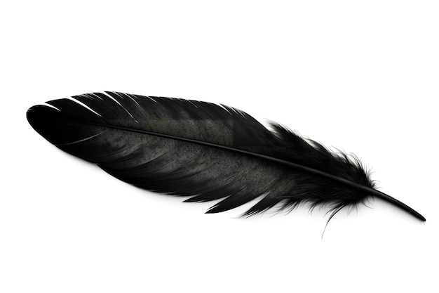 Black bird or angel feather on white background